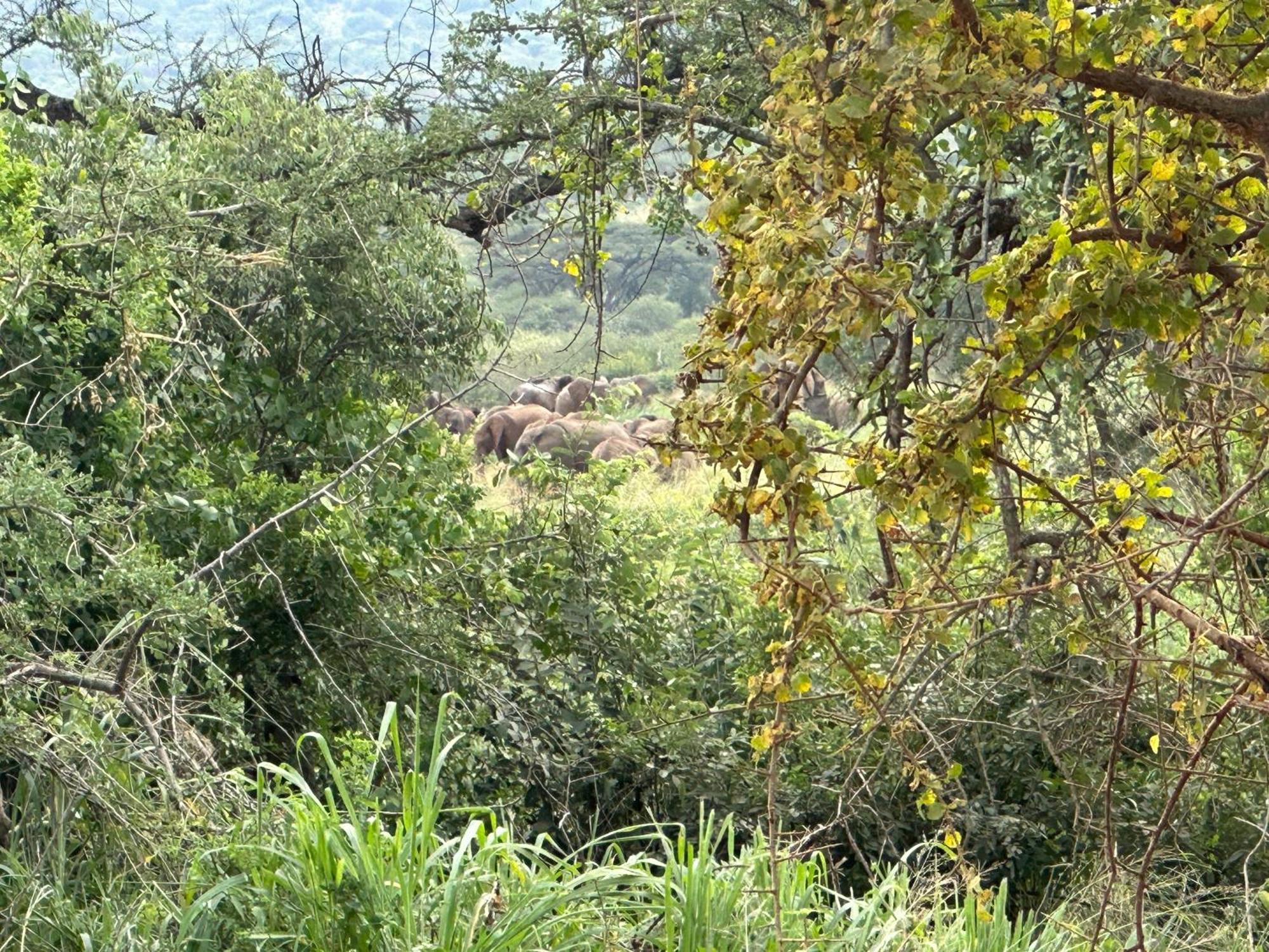 Mkomazi Hotels And Camps Hegoma Eksteriør billede